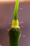  Ovary with disc